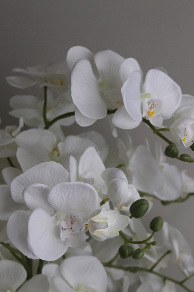 Mediolan Klasico, bogaty storczyk podłogowy w białej donicy, wys.120cm