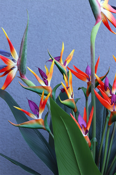 Strelicja Renocera Turkus, egzotyczna kompozycja w donicy