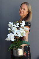 Nerita Gold, storczyk w szklanym naczyniu, wys.47cm