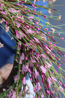 Pink Calina Big, wiosenny wianek na drzwi