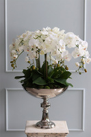 elegancki storczyk w pucharze, Silverito, wys.86cm