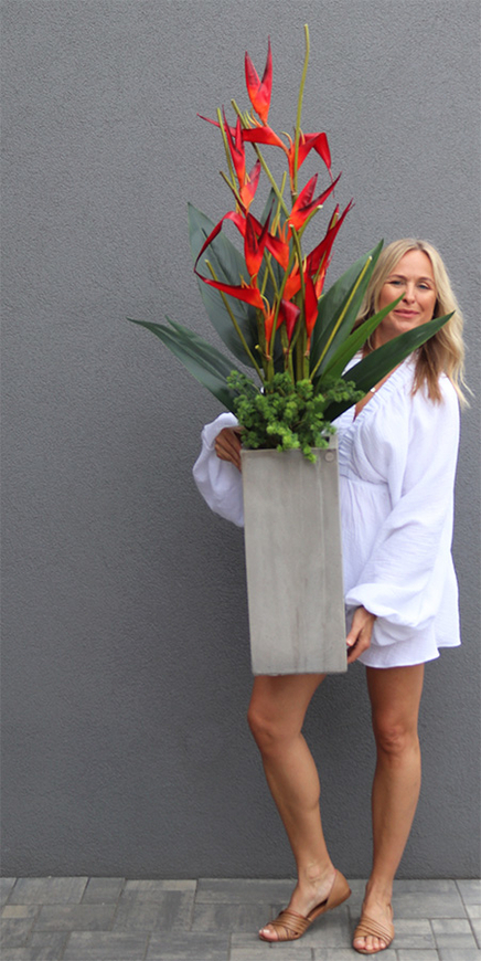 Heliconia Bihai Strelicja, kompozycja w betonowej donicy