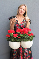 Pelargonia Red, kompozycja pelargonie w wiszącej donicy