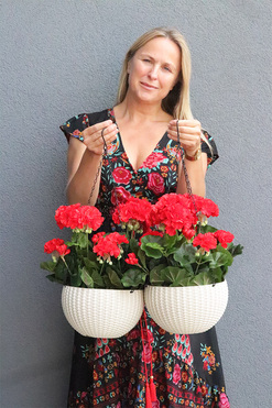 Pelargonia Red, kompozycja pelargonie w wiszącej donicy, wys.55cm
