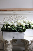 Summer Balcony, białe pelargonie w skrzynce balkonowej