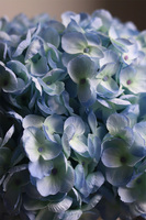 Błękit, kompozycja kwiatowa z niebieskich hortensji