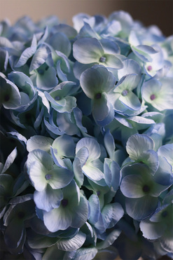 Błękit, kompozycja kwiatowa z niebieskich hortensji, wys.24cm