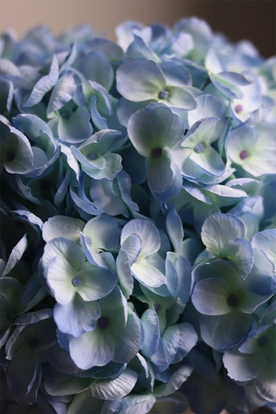 Błękit, kompozycja kwiatowa z niebieskich hortensji