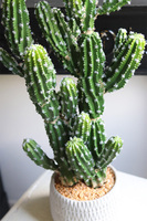 Kaktus Mexico New, sztuczna roślina