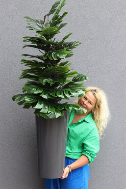 Monstera Mediolan Grey, drzewko sztuczne w donicy, wys.150cm