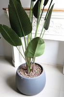 Bananowiec Concrete Bowl, sztuczna roślina w donicy