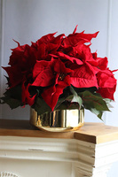 Gwiazda Betlejemska Goldieta, wysokiej jakości sztuczna roślina