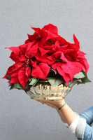 Gwiazda Betlejemska Gold Deco, wysokiej jakości sztuczna roślina