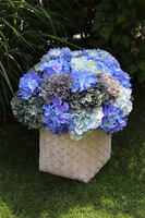 Fortuna Blue, hortensje w plecionym koszu, wys.54cm 