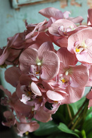 Fortuna, elegancki, pudrowy storczyk w białej donicy glamour, wys.56cm