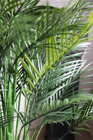 Palma Gold Hilton, sztuczna roślina w czarnej donicy