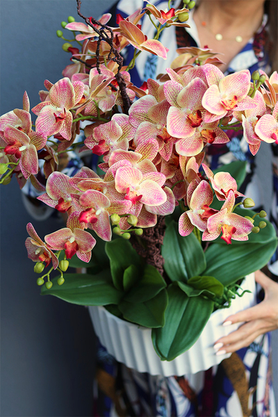 Nullina Granada Melitea, gumowy storczyk w białej misie