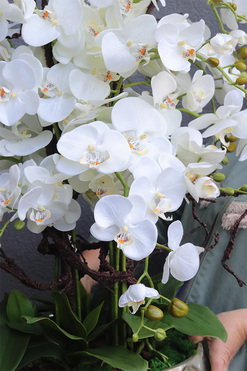 Bellista Silver, sztuczny storczyk w metalowej donicy, wys.96cm