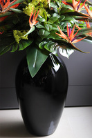  ogromny bukiet Strelicja Królewska