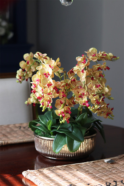 efektowny storczyk w misie, Złota Golinata, wys.43cm