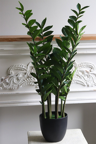 Zamiokulkas, wysokiej jakości sztuczna roślina