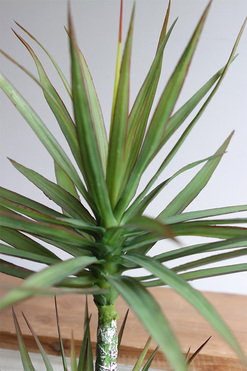 Dracena White Moment, sztuczna roślina w doniczce, wys.105cm 