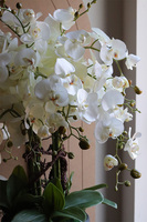 Saute Orchid, storczyk do Twojej donicy