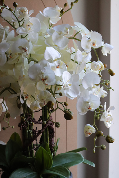 Saute Orchid, storczyk do Twojej donicy