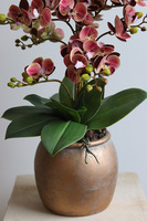 Castellamare, gumowy storczyk w donicy