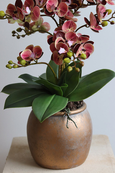 Castellamare, gumowy storczyk w donicy