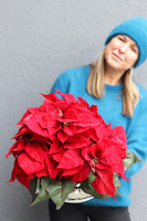 Gwiazda Betlejemska Silver Deco, wysokiej jakości sztuczna roślina