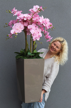 Pinkallia Cubico Mediolan, pudrowy storczyk podłogowy w donicy, wys.122cm 