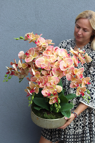 Castellamare Granada, gumowy storczyk w złotej misie	