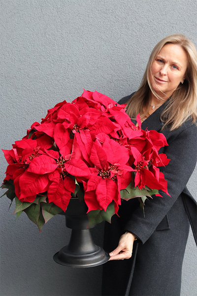  Gwiazda Betlejemska Pucharina, sztuczna roślina w donicy