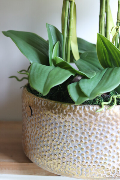 efektowny storczyk w metalowej misie, Ferrata Gold 2 Big