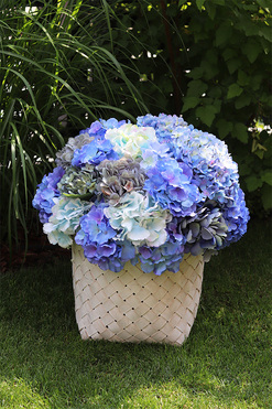 Fortuna Blue, hortensje w plecionym koszu, wys.54cm 