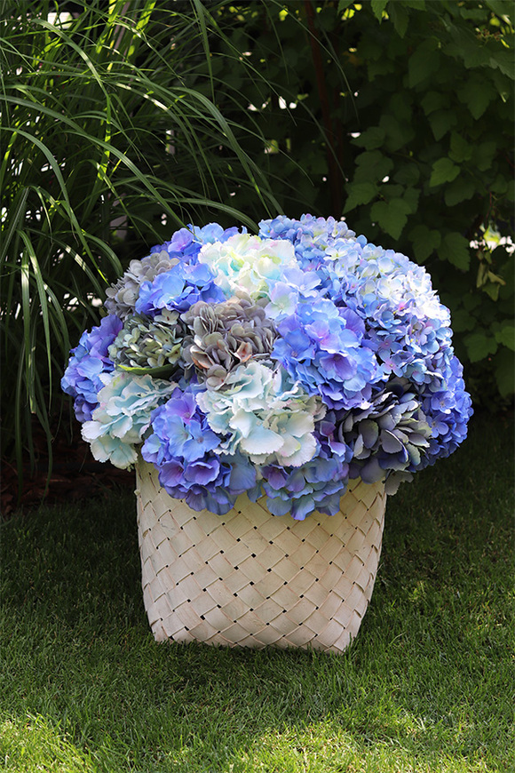 Fortuna Blue, hortensje w plecionym koszu, wys.54cm 