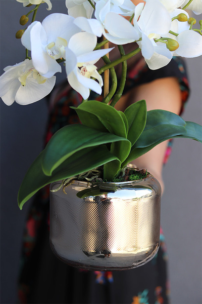 Nerita Gold, storczyk w szklanym naczyniu, wys.47cm