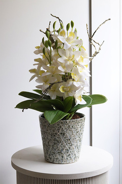 Klementina, sztuczny storczyk w ozdobnej donicy, wys.55cm