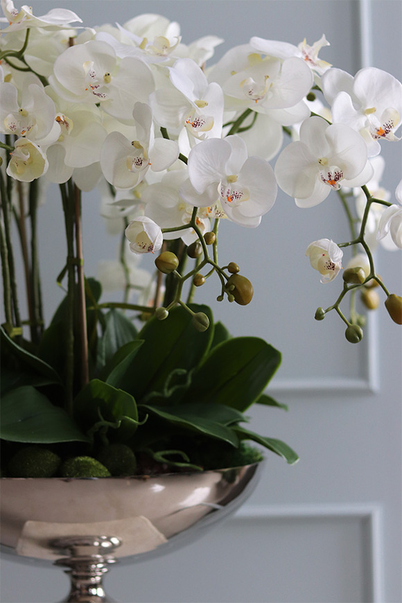 elegancki storczyk w pucharze, Silverito, wys.86cm