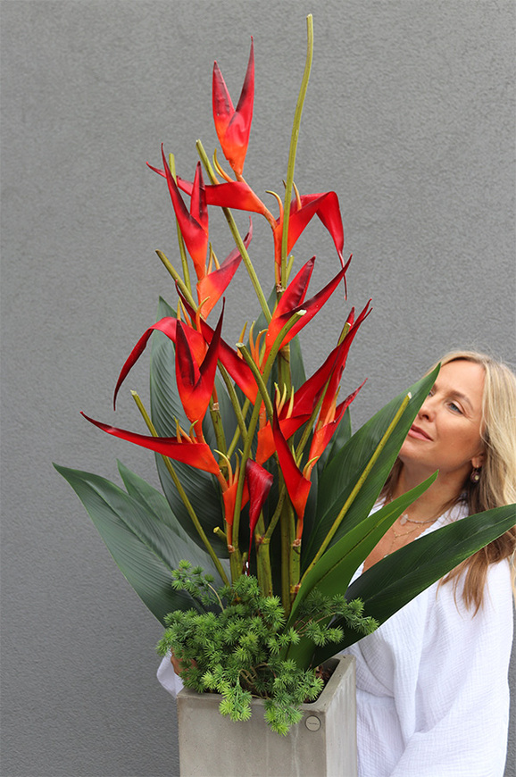 Heliconia Bihai Strelicja, kompozycja w betonowej donicy