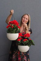 Pelargonia Red, kompozycja pelargonie w wiszącej donicy