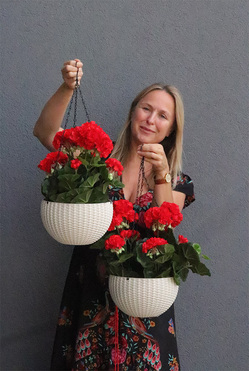 Pelargonia Red, kompozycja pelargonie w wiszącej donicy, wys.55cm