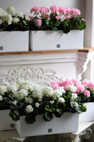 Summer Balcony, białe pelargonie w skrzynce balkonowej