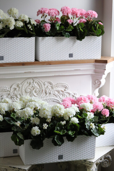Summer Balcony, białe pelargonie w skrzynce balkonowej