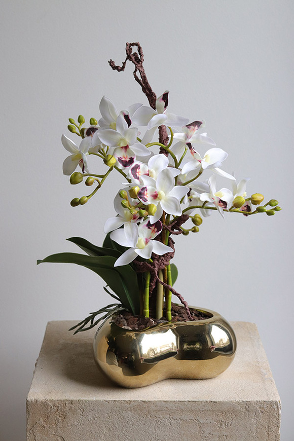 Orchid Heart, gumowy storczyk w złotej misie