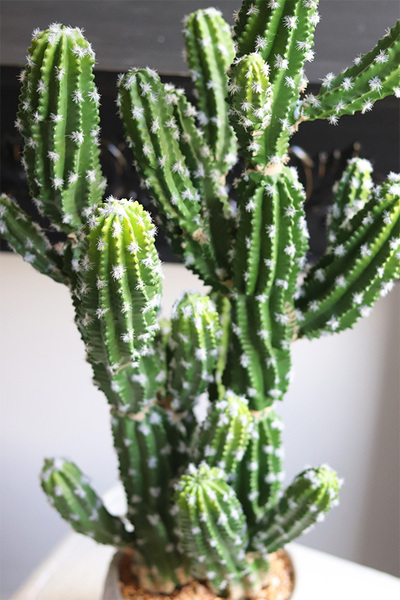 Kaktus Mexico New, sztuczna roślina