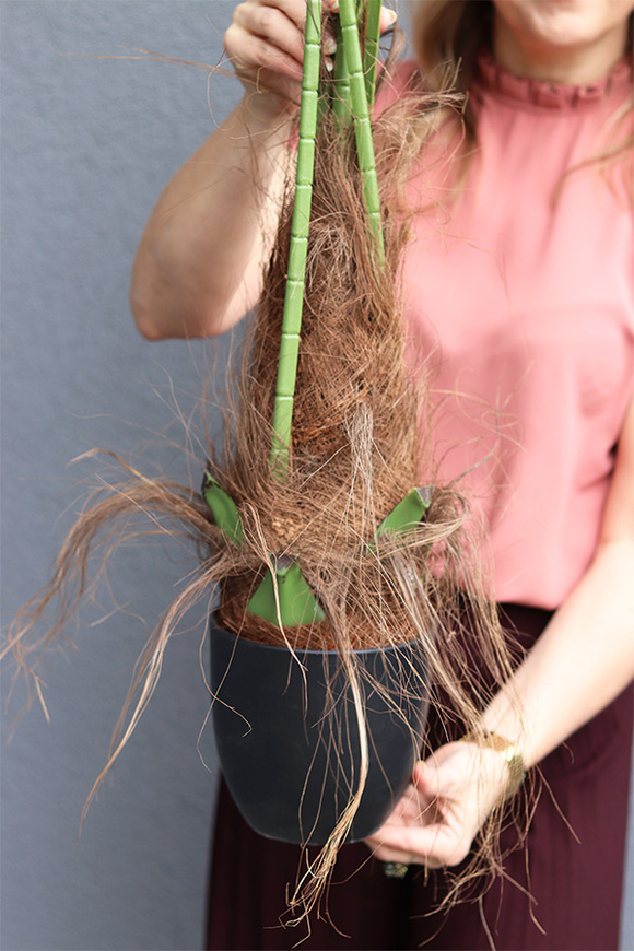 Palma Livistona, sztuczna roślina w doniczce