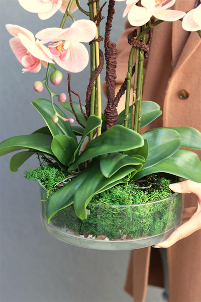 Pink Glassier, gumowy storczyk w szklanej misie