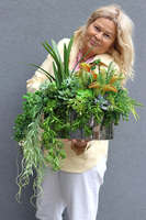 Greenede, kompozycja sukulenty w czarnej donicy, wys.40cm